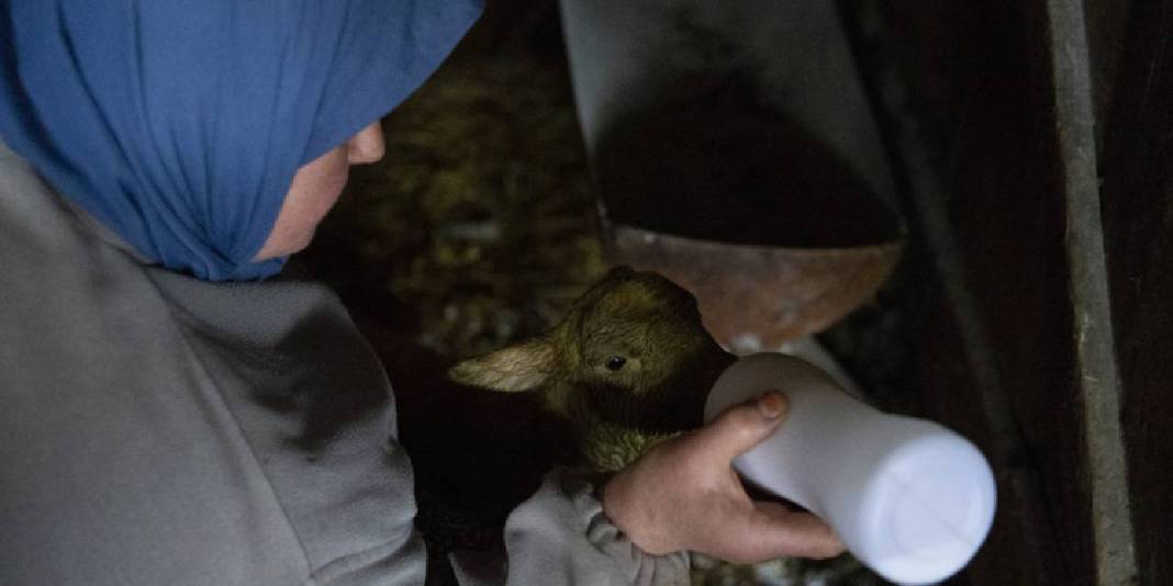 Dördüz doğan kuzular aileyi sevince boğdu: Sebebi ‘İyi bakım’ 4